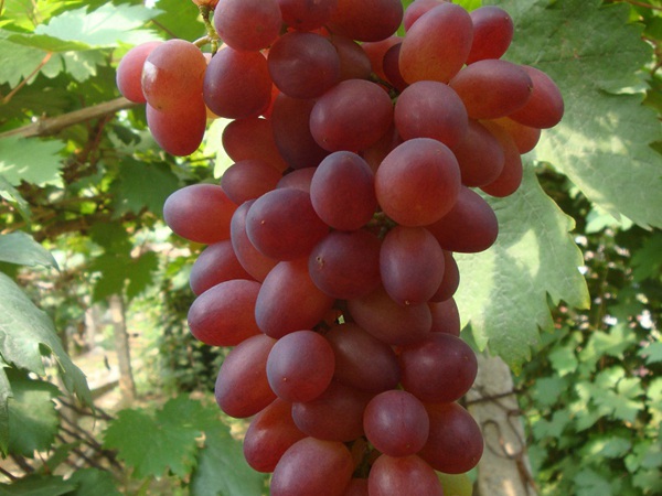 红芭拉多葡萄